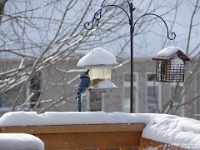 73709CrLeUsm - Blue Jey enjoying the feeder   Each New Day A Miracle  [  Understanding the Bible   |   Poetry   |   Story  ]- by Pete Rhebergen